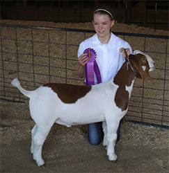 HJ Showstock Winners