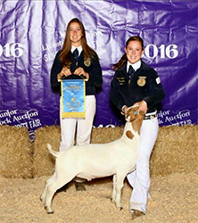 HJ Showstock Winners