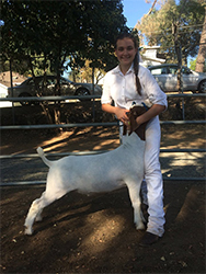 HJ Showstock Winners