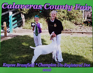 HJ Showstock Winners