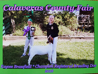 HJ Showstock Winners