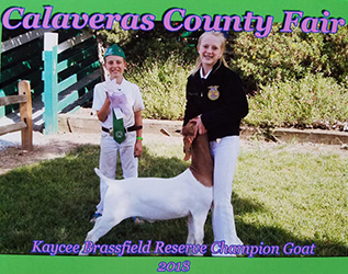 HJ Showstock Winners