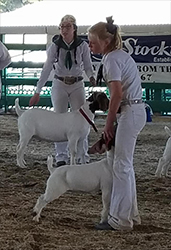 HJ Showstock Winners