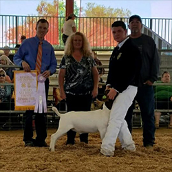 HJ Showstock Winners