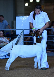 HJ Showstock Winners