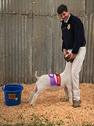 HJ Showstock Winners