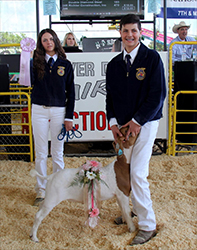 HJ Showstock Winners