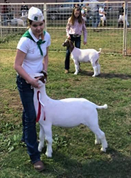 HJ Showstock Winners